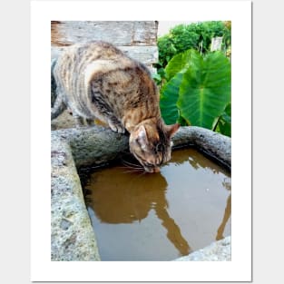 Cat drinking rainwater Posters and Art